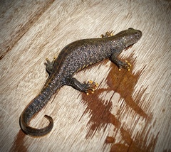 Triturus cristatus
