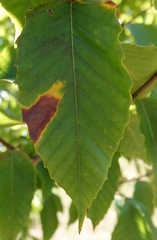 Apiognomonia errabunda