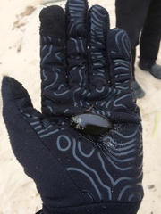 Hydrophilus triangularis