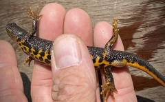 Triturus cristatus