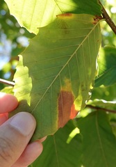 Apiognomonia errabunda