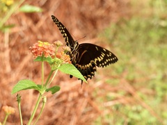 Papilio palamedes