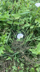 Convolvulus arvensis