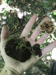 Hydnellum concrescens