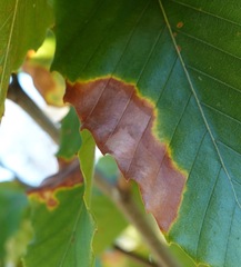 Apiognomonia errabunda
