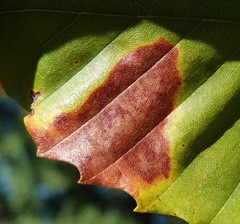 Apiognomonia errabunda