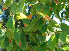 Apiognomonia errabunda