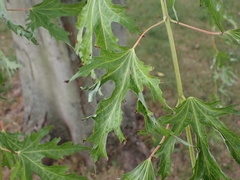 Dasineura aceris