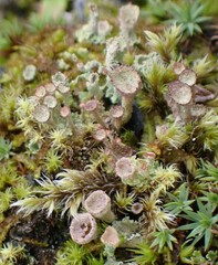 Cladonia pyxidata
