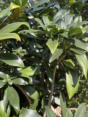 Daphne laureola