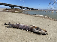 Acipenser transmontanus