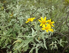 Zaluzania mollissima