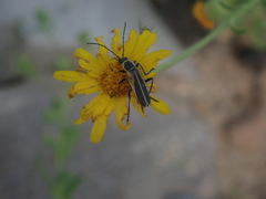 Chauliognathus opacus