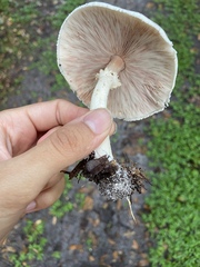 Agaricus placomyces