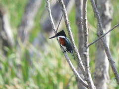 Chloroceryle americana