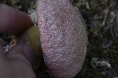 Suillus ochraceoroseus