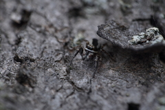 Pseudicius encarpatus