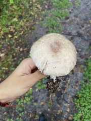Agaricus placomyces