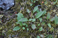 Symphyotrichum ciliolatum
