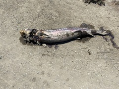 Acipenser transmontanus