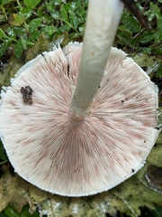 Agaricus placomyces