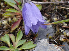Campanula lasiocarpa