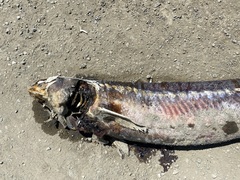 Acipenser transmontanus