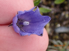 Campanula lasiocarpa