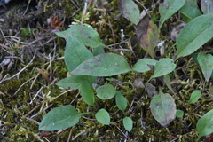 Symphyotrichum ciliolatum