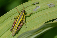 Buckellacris hispida