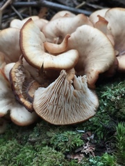 Lentinellus cochleatus