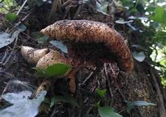 Polyporaceae
