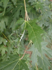 Dasineura aceris
