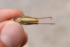 Chorthippus dichrous