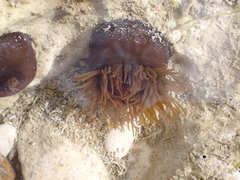 Actinia equina
