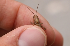 Chorthippus dichrous