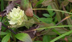 Castilleja unalaschcensis