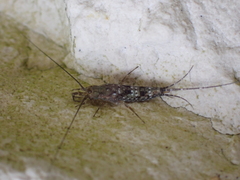 Archaeognatha