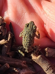 Anaxyrus debilis