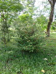 Coffea sessiliflora