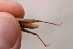 Chorthippus dichrous