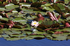 Nymphaea alba