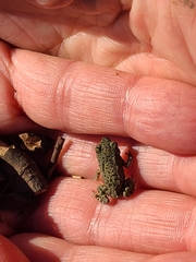 Anaxyrus debilis