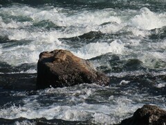 Histrionicus histrionicus