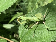 Stagmomantis limbata