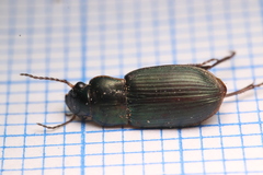Harpalus