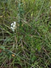 Asclepias verticillata