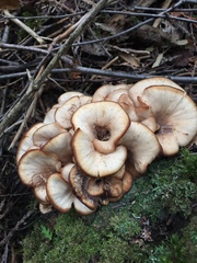 Lentinellus cochleatus