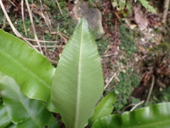 Asplenium scolopendrium