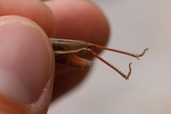 Chorthippus dichrous